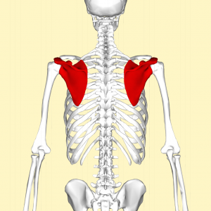 肩甲骨
